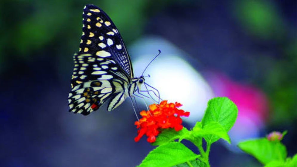 কীভাবে শুঁয়োপোকা থেকে জন্ম নেয় প্রজাপতি?